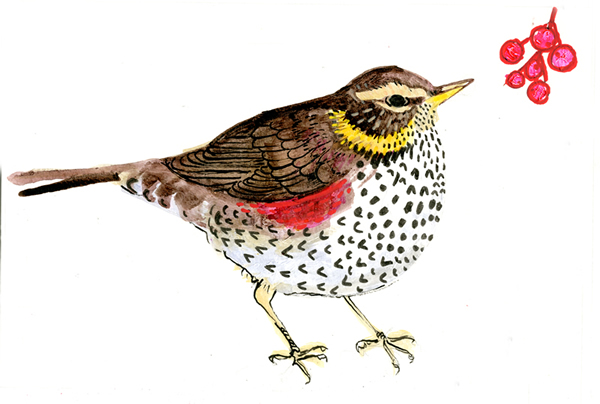 Drawing of Redwing with berries